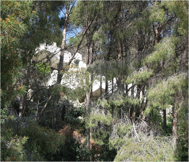 Vista dal basso - aprile 2010 -Lorenza Comino